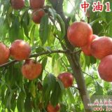 常德樹人公司供應(yīng)中油12號(hào)油桃苗