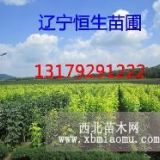 地接金葉復葉槭苗|東北的復葉槭育苗基地