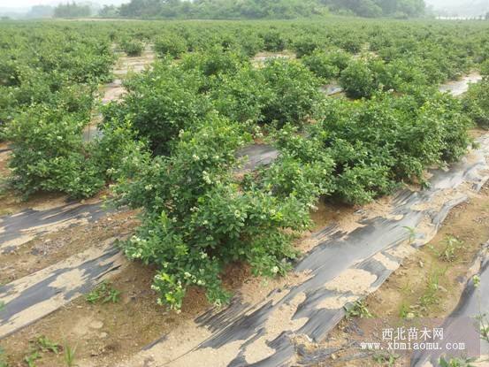 蓝莓苗、蓝莓大树出售