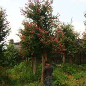 野生紅花紫薇，湖南紅花紫薇，湖南紅皮野生紫薇，湖南野生紫薇