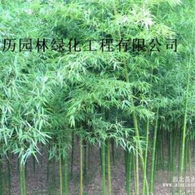 弘历园林常年供应刚竹