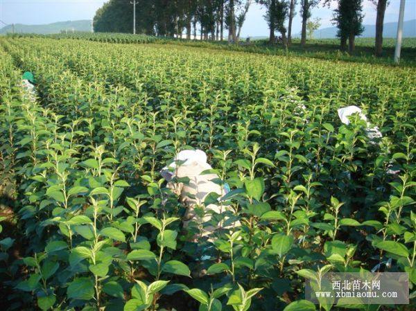 新疆蘋(píng)果樹(shù)苗