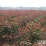 山東哪里有賣(mài)紅葉碧桃的，山東紅葉碧桃價(jià)格