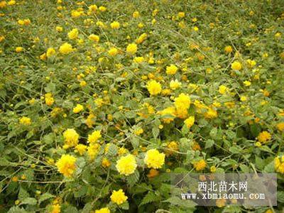 紫藤等藤本植物