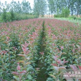 想要买北美海棠苗 找泰安同发苗圃繁育基地