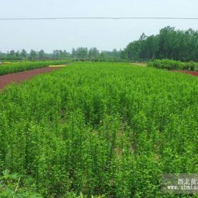 出售紅葉櫻花  量大質(zhì)優(yōu)價廉  五蓮永豐苗木歡迎您咨詢選購！