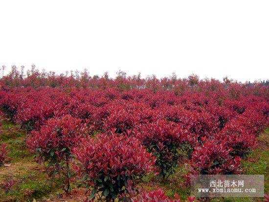 紅葉石楠球，龜甲冬青球，海桐球