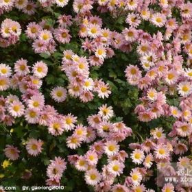 低价供应：千头菊，芍药，六月雪