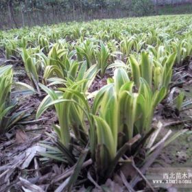 大量供應(yīng)：金葉麥冬，常夏石竹，雞冠花