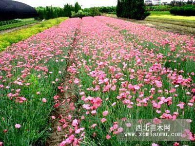 金葉麥冬，常夏石竹，雞冠花