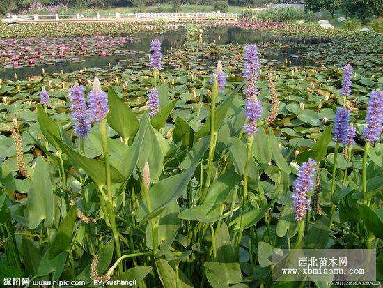 蘆葦，香蒲，千屈菜