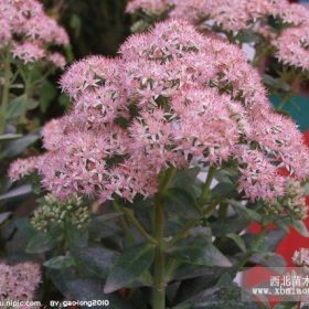 大量供应：八宝景天，红花榨浆草，万寿菊