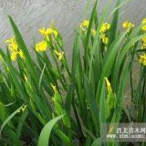 大量供應(yīng)：黃菖蒲，階沿草，再力花