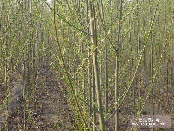 河北速生柳河北速生柳基地