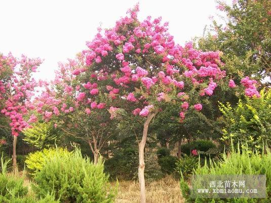 常年供应百日红