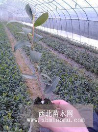 長林系列優(yōu)質(zhì)油茶苗大量供應