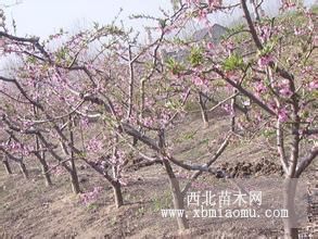 果树苗：苹果、桃、梨、杏、银杏核桃甜柿花椒木瓜草莓山楂李子