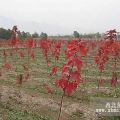 美國(guó)紅楓種植基地