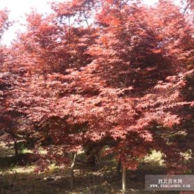 紅楓產(chǎn)地、農(nóng)戶價銷售紅楓小苗、工程苗木