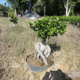 大量批发出售2500克人参榕（地瓜榕）福建漳浦县农业大户