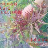 東紅歐洲白蠟3號小苗及半成品供應