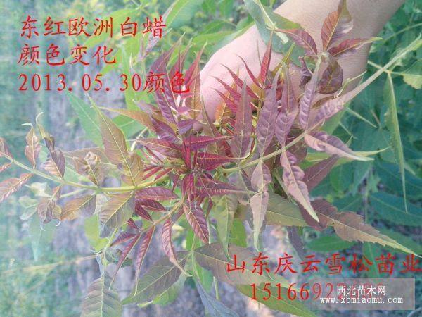 東紅歐洲白蠟3號(hào)