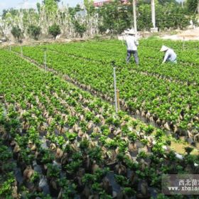 漳州小叶榕产地,福建小叶榕生产供应商 小叶榕 人参榕 地瓜榕