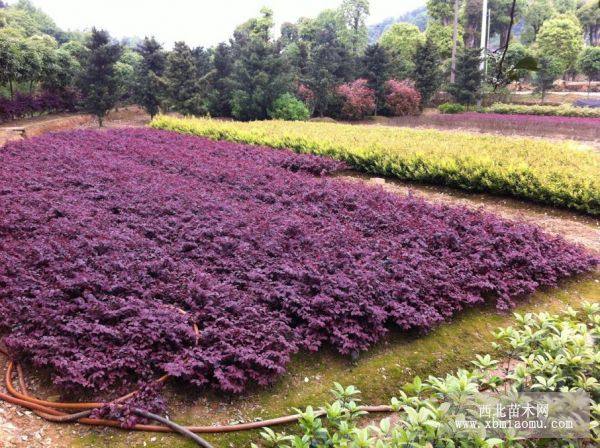 紅花繼木、杜鵑、紅葉石楠