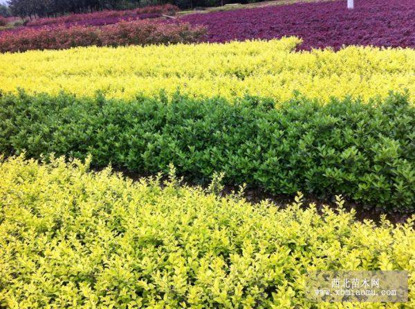 紅花繼木、杜鵑、紅葉石楠