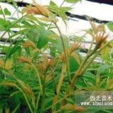 大棚香椿苗的種植技術(shù)