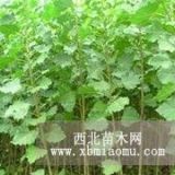 沈陽(yáng)毛白楊適合種植哪些品種的