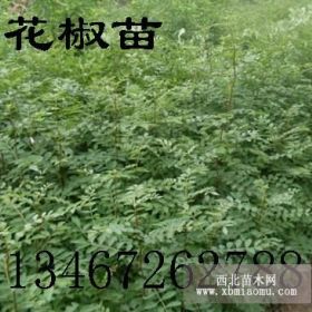 供应花椒苗,优质品种花椒苗,大红袍花椒苗,花椒苗价格