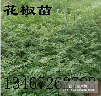 大红袍花椒苗,花椒苗价格.