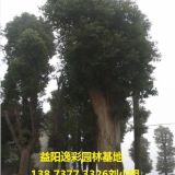 全年供應(yīng)5-8公分香樟樹小苗 香樟樹苗木 香樟樹連鎖基地