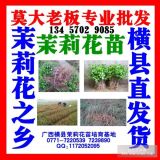 產(chǎn)地大量批發(fā)1-10年齡茉莉花苗