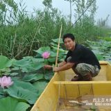 河北荷花種植基地