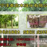 22公分法桐河南開封急售2014年造型法桐價(jià)格