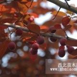 供應(yīng)紅葉碧桃哪里有，山東紅葉碧桃價格，紅葉碧桃產(chǎn)地