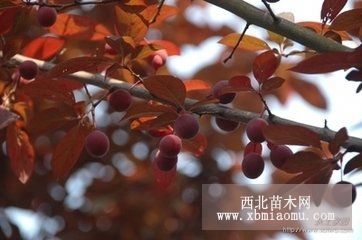 供應(yīng)紅葉碧桃哪里有，山東紅葉碧桃價格，紅葉碧桃產(chǎn)地