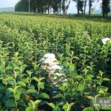 《二刀》寒富苹果树苗/苹果苗一刀辽宁