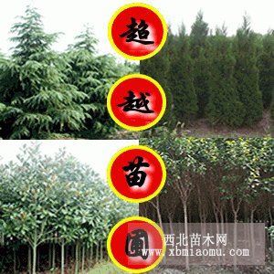 蜀檜-苗木綠化產(chǎn)品