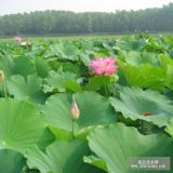 供应荷花、水烛、水生鸳鸯