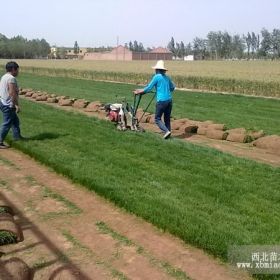 供應草坪種子草籽苜蓿草籽三葉草草籽綠化小區(qū)公園草籽