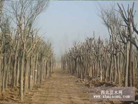 山東田地國槐基地