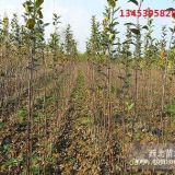 山西苹果苗基地-多品种苹果苗价格