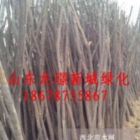 綠化國槐種植國槐街道綠化