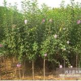 木槿性價比優(yōu)勢分析？王經理