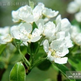 水生植物姜花，姜花小苗，姜花直銷基地，又名野姜花