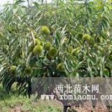 栗子樹(shù)價(jià)格低廉、蘇北的種植基地