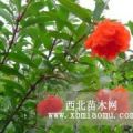 花石榴 果石榴 棗樹 葡萄 櫻桃 藍(lán)莓 核桃